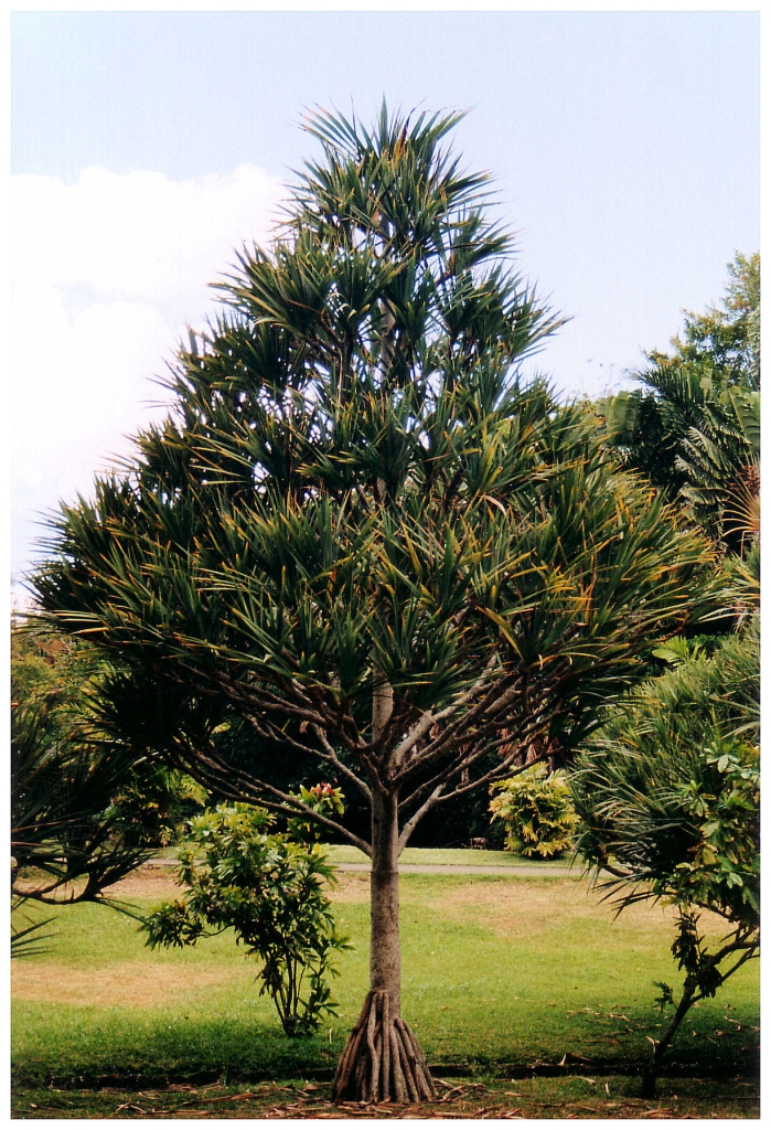 01 - Ile Maurice (31).jpg